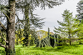 Cedrus atlantica glauca pendula, Arboretum de l'Ecole du Breuil, Bois de Vincennes, Paris, France