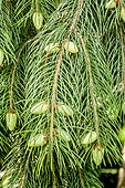 Morinda spruce, Picea smithiana, cones