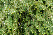 Morinda spruce, Picea smithiana, cones