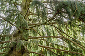 Morinda spruce, Picea smithiana