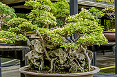 Chinese elm bonsai, Ulmus parvifolia, Pavillon aux Bonsaïs, Parc Floral Vincennes, Ile de France, Paris, France