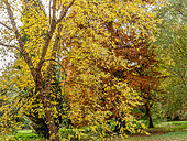 Taxodium distichum , Betula nigra 'Héritage', Cupressus sempervivens, Arboretum de l'Ecole du Breuil, Bois de Vincennes, Paris, France