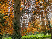 Bald cypress, Taxodium distichum, Arboretum de l'Ecole du Breuil, Bois de Vincennes, Paris, France