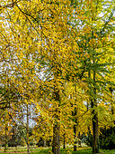 Betula nigra 'Héritage', Ginkgo biloba, Arboretum de l'Ecole du Breuil, Bois de Vincennes, Paris, France