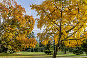 Ginkgo biloba, Acer platanoides, Arboretum de l'Ecole du Breuil, Bois de Vincennes, Paris, France