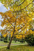 Ginkgo biloba, Arboretum de l'Ecole du Breuil, Bois de Vincennes, Paris, France