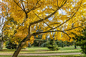 Ginkgo biloba, Arboretum de l'Ecole du Breuil, Bois de Vincennes, Paris, France