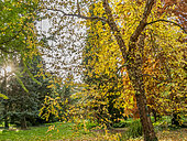 Taxodium distichum, Betula nigra 'Héritage', Cupressus sempervivens, Arboretum de l'Ecole du Breuil, Bois de Vincennes, Paris, France