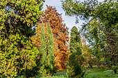 Taxodium distichum, Betula nigra 'Héritage', Cupressus sempervivens, Arboretum de l'Ecole du Breuil, Bois de Vincennes, Paris, France
