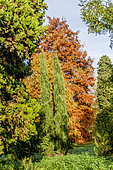 Taxodium distichum, Cupressus sempervivens, Arboretum de l'Ecole du Breuil, Bois de Vincennes, Paris, France