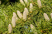Deodar Cedar, Cedrus deodara 'Aurea', cones, Arboretum de l'Ecole du Breuil, Bois de Vincennes, Paris, France