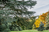 Cedrus libani ssp. atlantica 'Glauca', Cedrus atlantica glauca pendula, Acer platanoides, Ginko Biloba, Arboretum de l'Ecole du Breuil, Paris, France