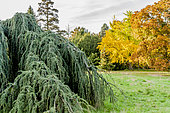 Cedrus atlantica glauca pendula, Acer platanoides, Ginko Biloba, Arboretum de l'Ecole du Breuil, Paris, France