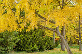 Ginkgo biloba, Arboretum de l'Ecole du Breuil, France