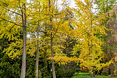 Ginkgo biloba, Taxodium distichum , Betula nigra 'Héritage', Cupressus sempervivens, Arboretum de l'Ecole du Breuil, Paris, France