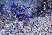 Peacock worm (Sabella pavonina), Sea Lion Dive Site, Saint Raphael, French Riviera, France