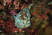 Common Octopus (Octopus vulgaris), Sea Lion Dive Site, Saint Raphael, French Riviera, France