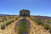 Field of Lavender (Lavandula hybrida) flowers and house, Valensole plateau, Provence, France