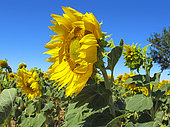 Sunflower(Helianthus annuus) in bloom, Plateau de Valensole, Provence, France