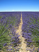 Field of Lavender (Lavandula hybrida) flowers, Valensole plateau, Provence, France