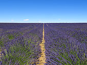 Field of Lavender (Lavandula hybrida) flowers, Valensole plateau, Provence, France