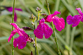Salvia microphylla 'Cera Potosi'