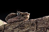 Portrait of Eyelash viper (Bothriechis schlegelii) on black background.