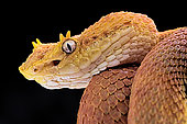Portrait of Eyelash viper (Bothriechis schlegelii) on black background.