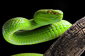Portrait of Green Pit Viper (Trimeresurus albolabris) on black background