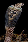 Indian cobra (Naja naja) on black background.