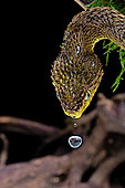 Portrait of Bush viper (Atheris squamigera) anbd water drop on black back ground
