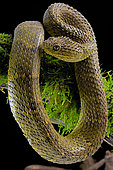 Portrait of Bush viper (Atheris squamigera) on a branch on black back ground