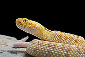 Portrait of Hypomelanistic Northwestern neotropical rattlesnake (Crotalus culminatus) on black background