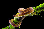 Portrait of Bush viper (Atheris squamigera) on a branch on black back ground