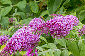 Buddleja davidii 'Pink Delight'