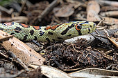 Portrait of Leopard Rat Snake (Zamenis situla)