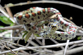 Leopard Rat Snake (Zamenis situla)