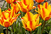 Greig tulips 'Cape Cod' in bloom in a garden