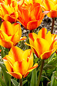 Greig tulips 'Cape Cod' in bloom in a garden