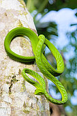 Vine snake (Ahaetulla prasina) on a trunk, Tomohon North Sulawesi.