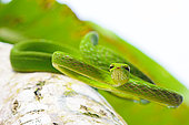 Vine snake (Ahaetulla prasina) from Tomohon North Sulawesi.