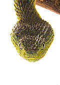 Portrait of Bush viper (Atheris squamigera) on white background