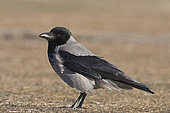 Hooded Crow (Corvus cornix) on ground, Hortobagy National Park, Hungary, January