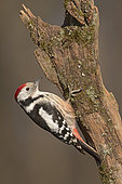 Middle Spotted Woodpecker (Leiopicus medius), Hortobagy National Park, Hungary, January
