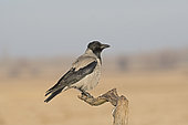 Hooded Crow (Corvus cornix) on a branch, Hortobagy National Park, Hungary, January