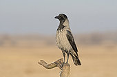 Hooded Crow (Corvus cornix) on a branch, Hortobagy National Park, Hungary, January