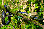 Jansens Rat Snake (Gonyosoma jansenii) on a branch, North Sulawesi.Gonyosoma jansenii