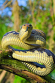 Jansens Rat Snake (Gonyosoma jansenii) on a branch, North Sulawesi