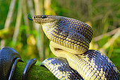 Portrait of Jansens Rat Snake (Gonyosoma jansenii), North Sulawesi.