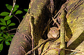 Spectral Tarsier (Tarsius tarsier) on a tree, Tangkoko, North Sulawesi.